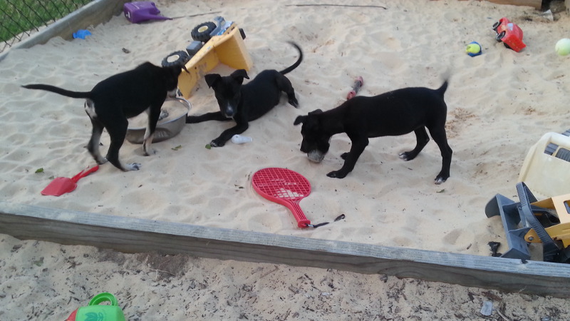 Day 16 Exploring the sandpit